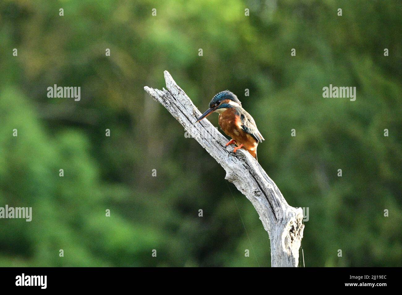 The kingfisher eyes up its prey. UK: THESE BEAUTIFUL images mark a momentous occasion for this blind photographer as he finally achieves his dream sho Stock Photo
