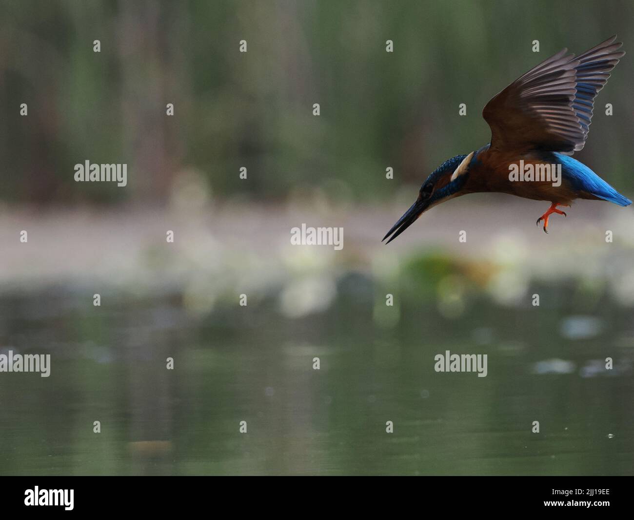 The kingfisher prepares for the catch. UK: THESE BEAUTIFUL images mark a momentous occasion for this blind photographer as he finally achieves his dre Stock Photo