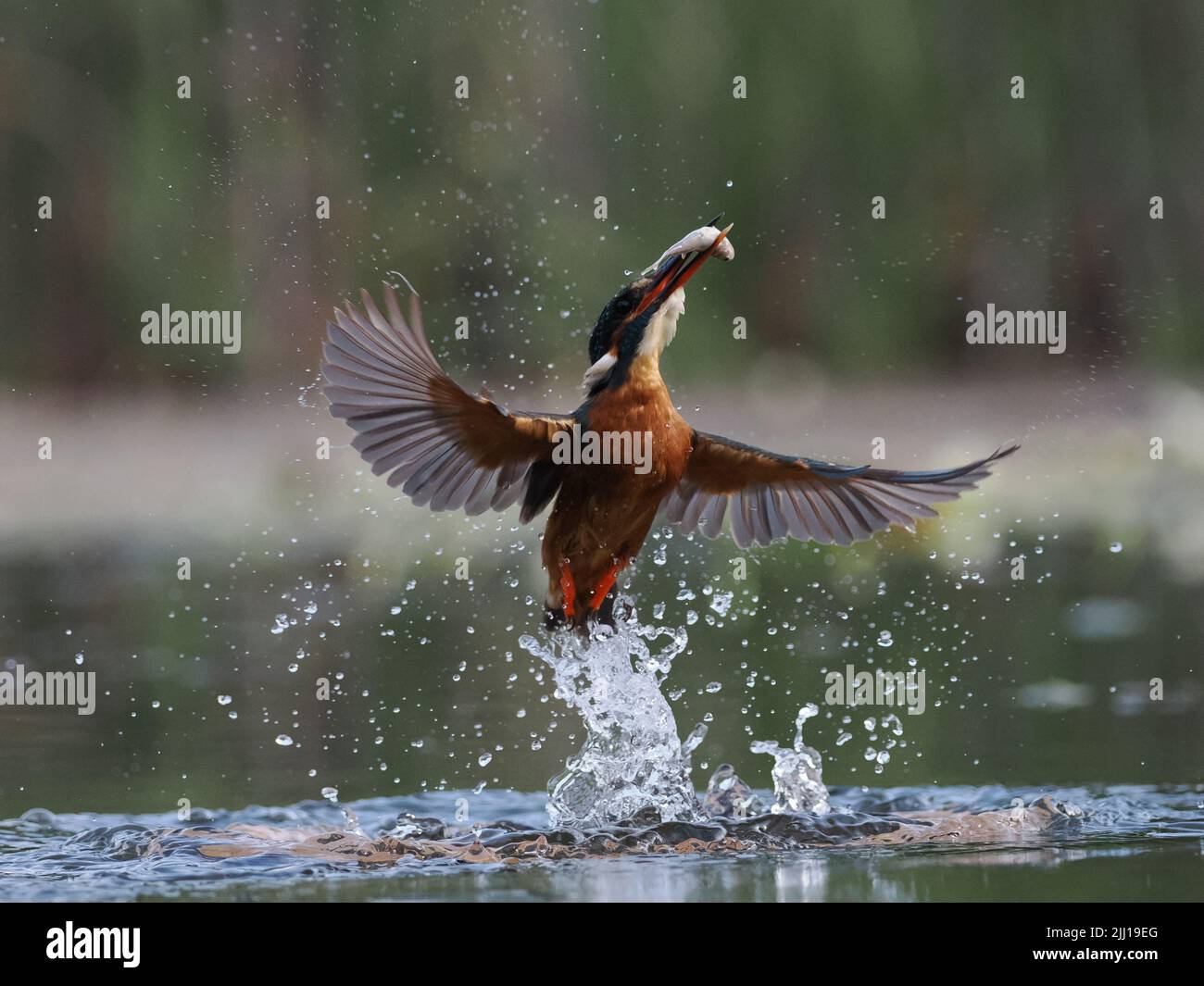 The kingfisher emerges. UK: THESE BEAUTIFUL images mark a momentous occasion for this blind photographer as he finally achieves his dream show, captur Stock Photo