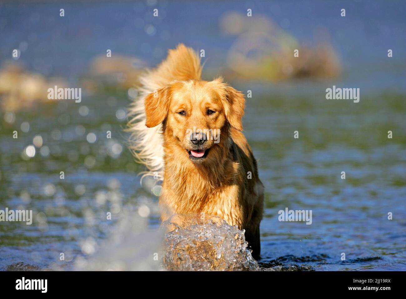 Golden Retriever running in river Stock Photo