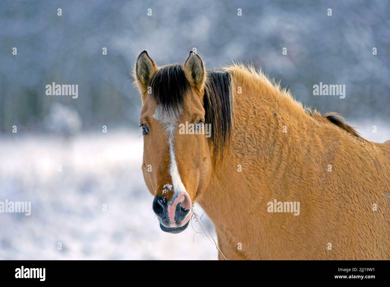 Fijord-Quarterhorse portrait, in winter Stock Photo