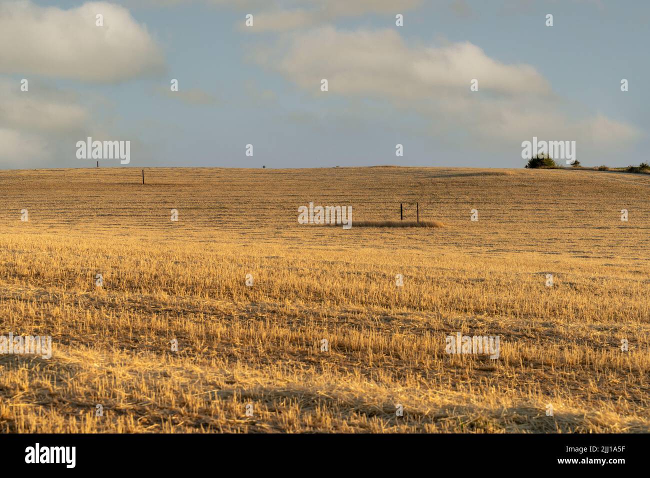 cereal fields in summer, province Guadalajara,Spain Stock Photo