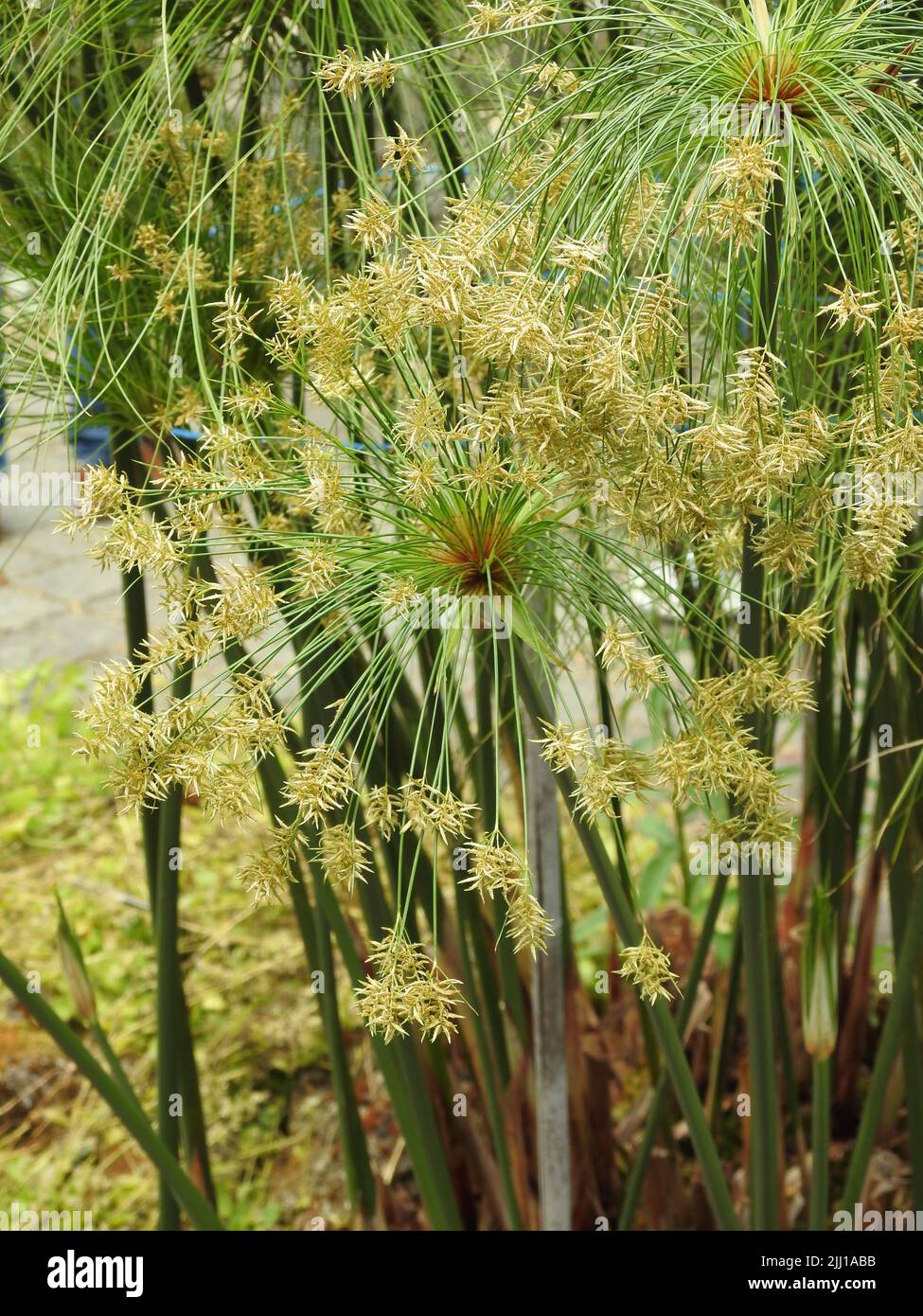 A vertical shot of a papyrus plant (Cyperus papyrus Stock Photo Alamy