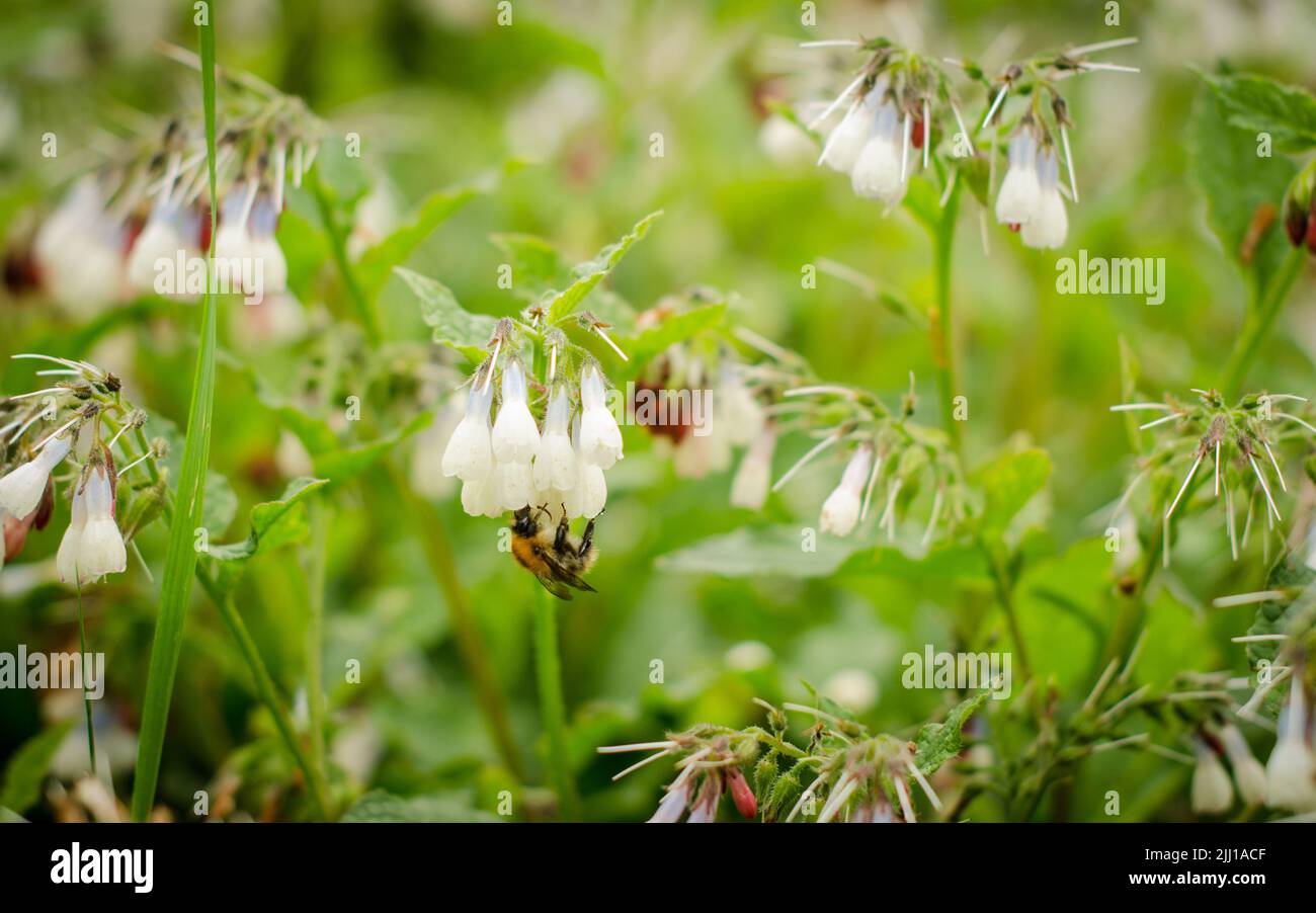 English bumblebee collecting honey and pollinating Symphytum West Sussex Stock Photo