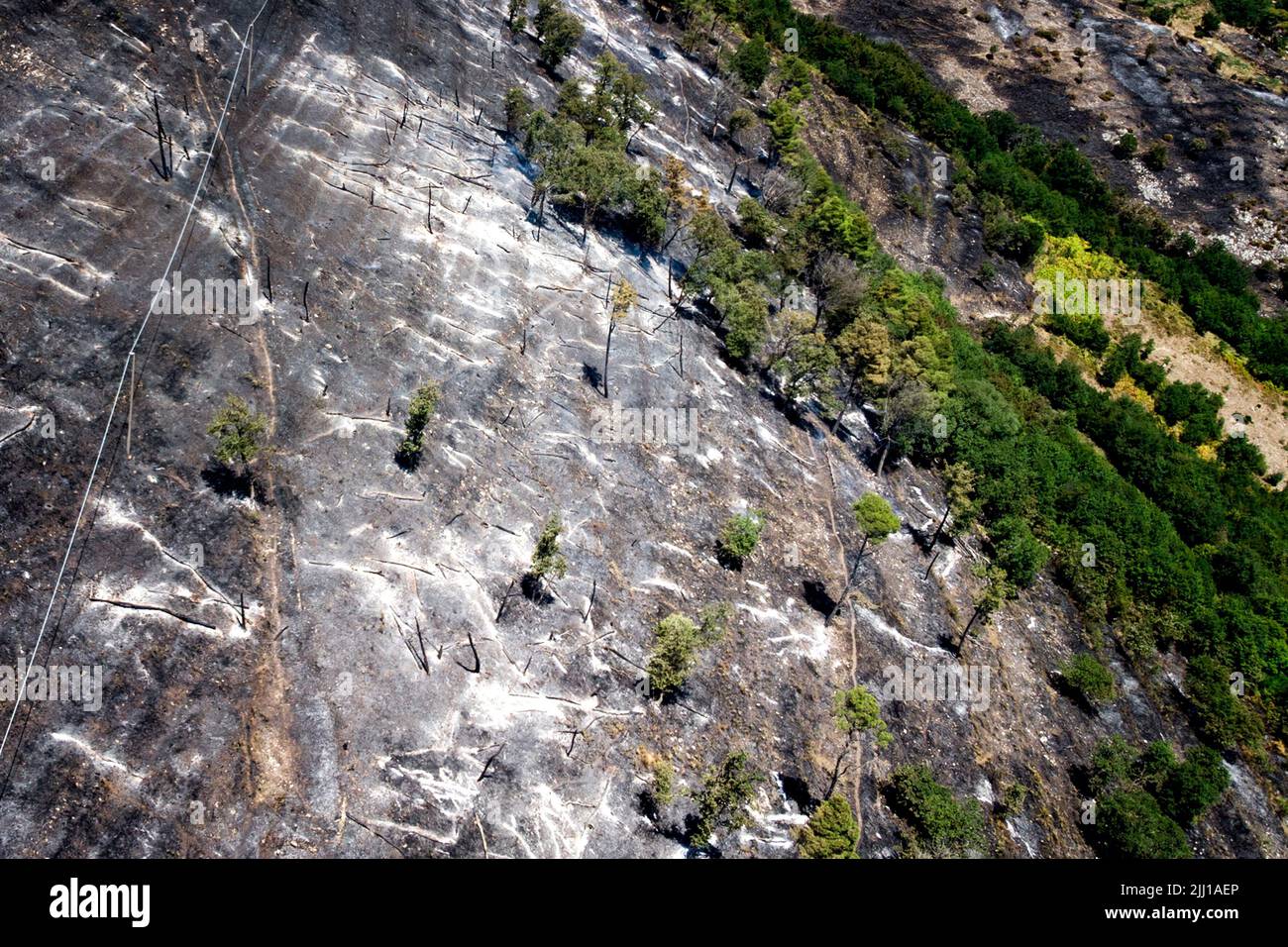 Tree Dro Vegetation destroyed and trees burned by the vast fire that hit the ...