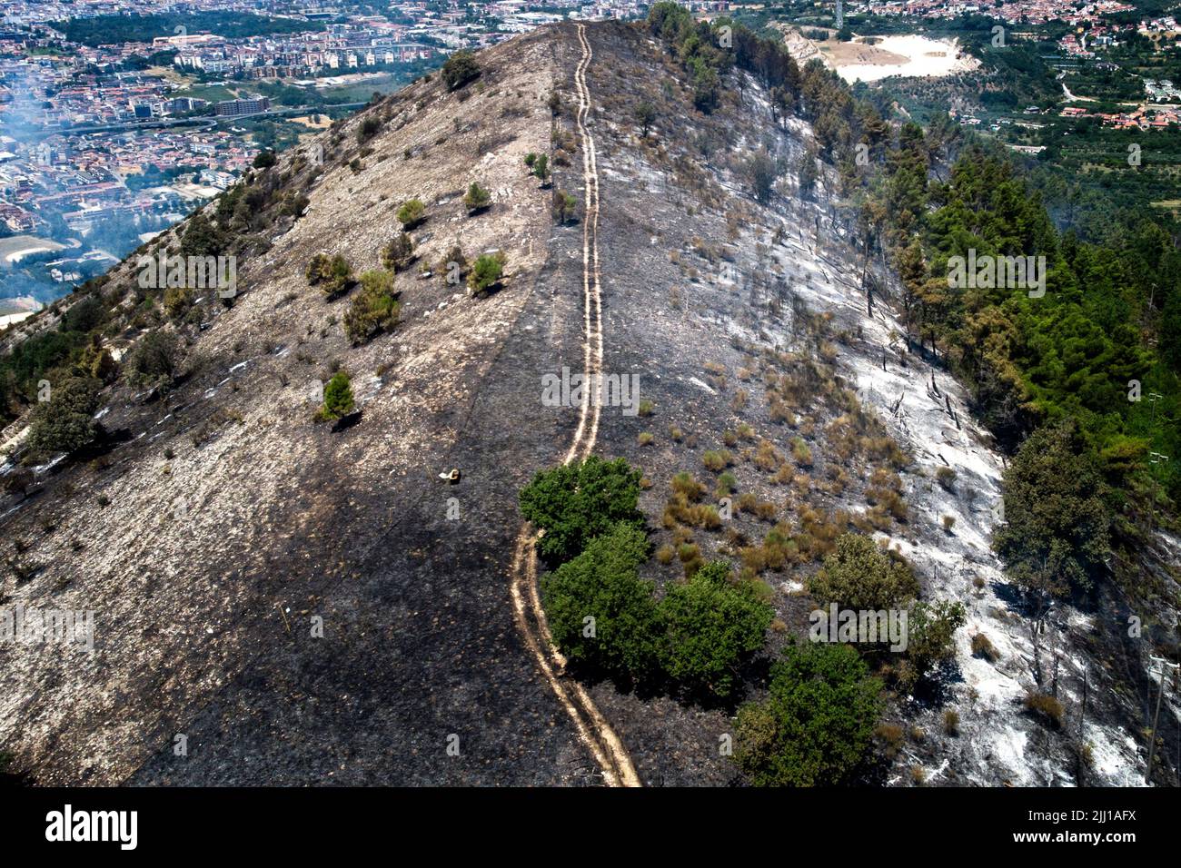 Tree Dro Vegetation destroyed and trees burned by the vast fire that hit the ...