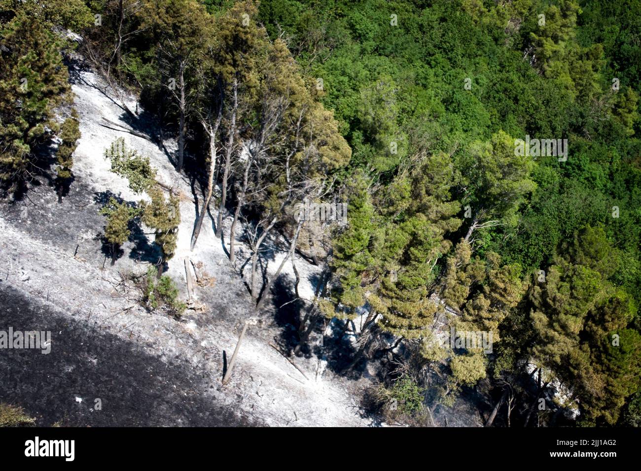 Tree Dro Vegetation destroyed and trees burned by the vast fire that hit the ...