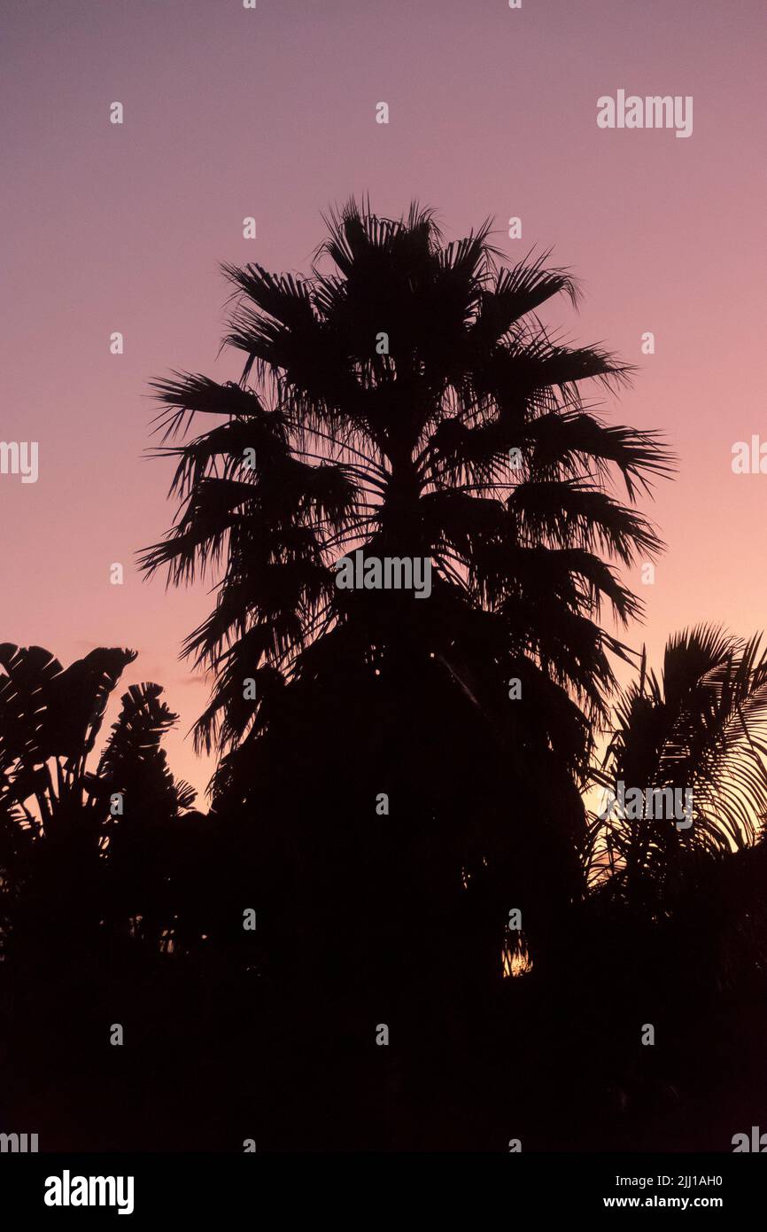 Palm tree silhouetted in Australian sunset with afterglow from aerosols in atmosphere produced in undersea Tonga volcanic eruption, 15 January 2022. Stock Photo