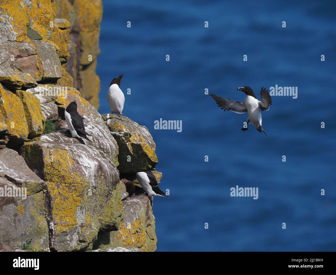 Razorbill landing on its cliff where it will nest, only one egg is laid so if it is lost so is breeding for the year. Stock Photo