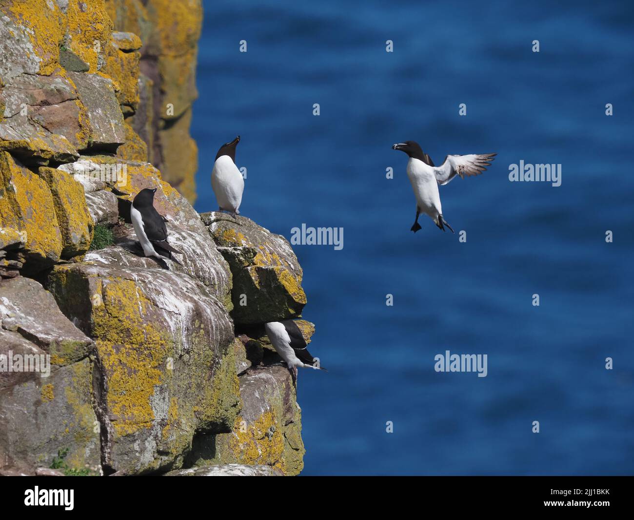 Razorbill landing on its cliff where it will nest, only one egg is laid so if it is lost so is breeding for the year. Stock Photo