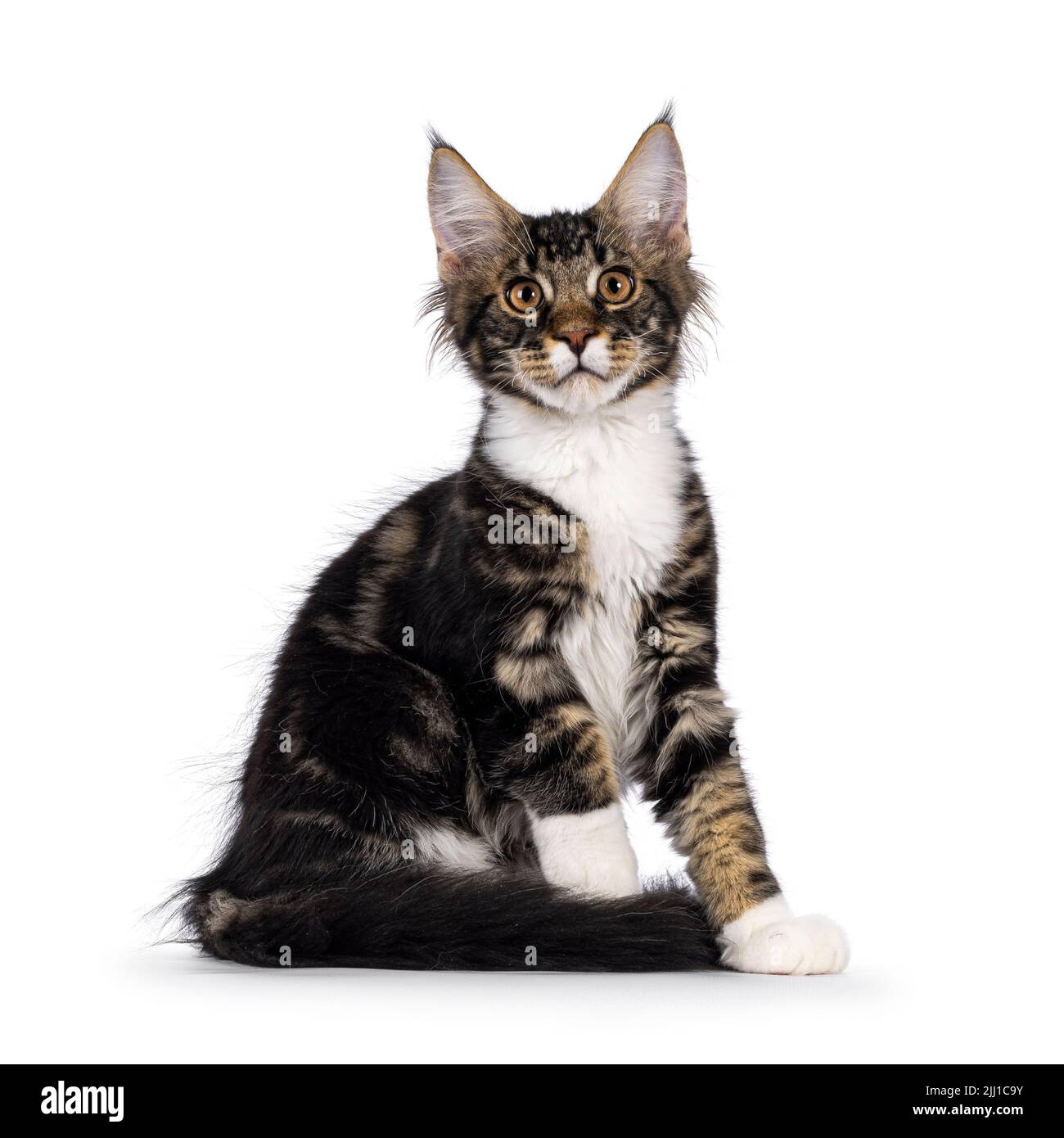 Expressive black tabby Maine Coon cat kitten, sitting side ways