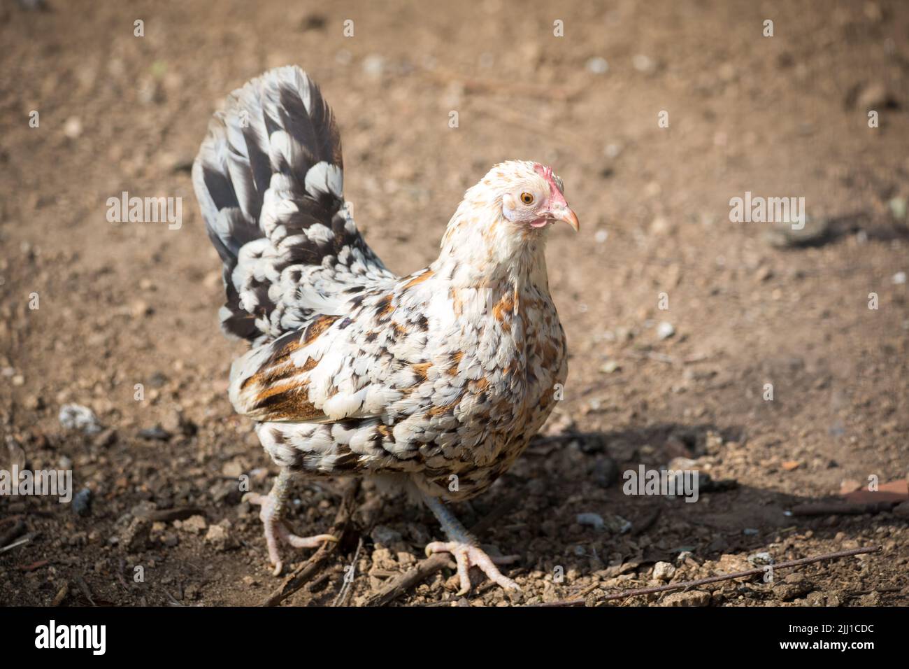 Stoapiperl hen. The Stoapiperl/ Steinhendl is an endangered Austrian chicken breed Stock Photo