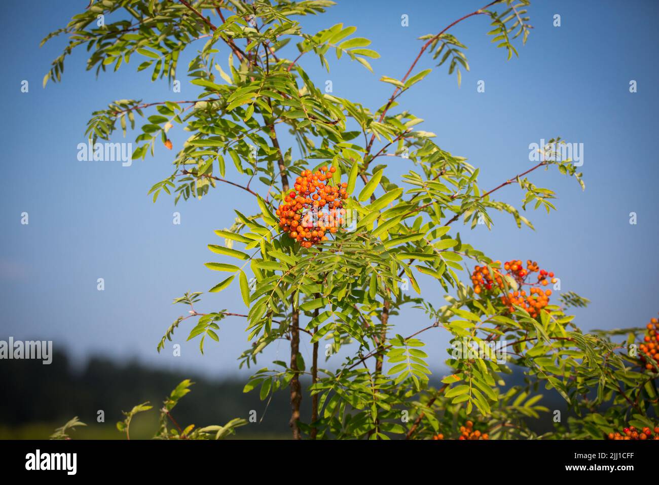 European rowan tree (Sorbus aucuparia) Stock Photo