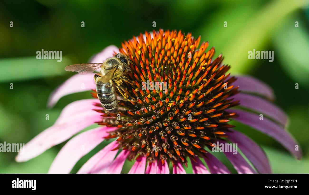 A macro shot of a honey bee collecting pollen from an echinacea bloom. Stock Photo