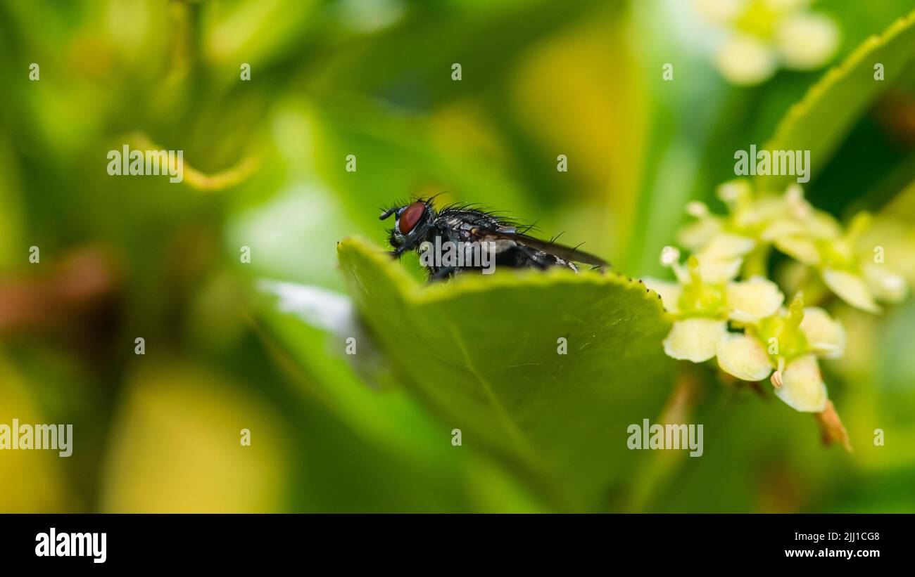 A macro shot of a flesh fly resting on a green leaf. Stock Photo