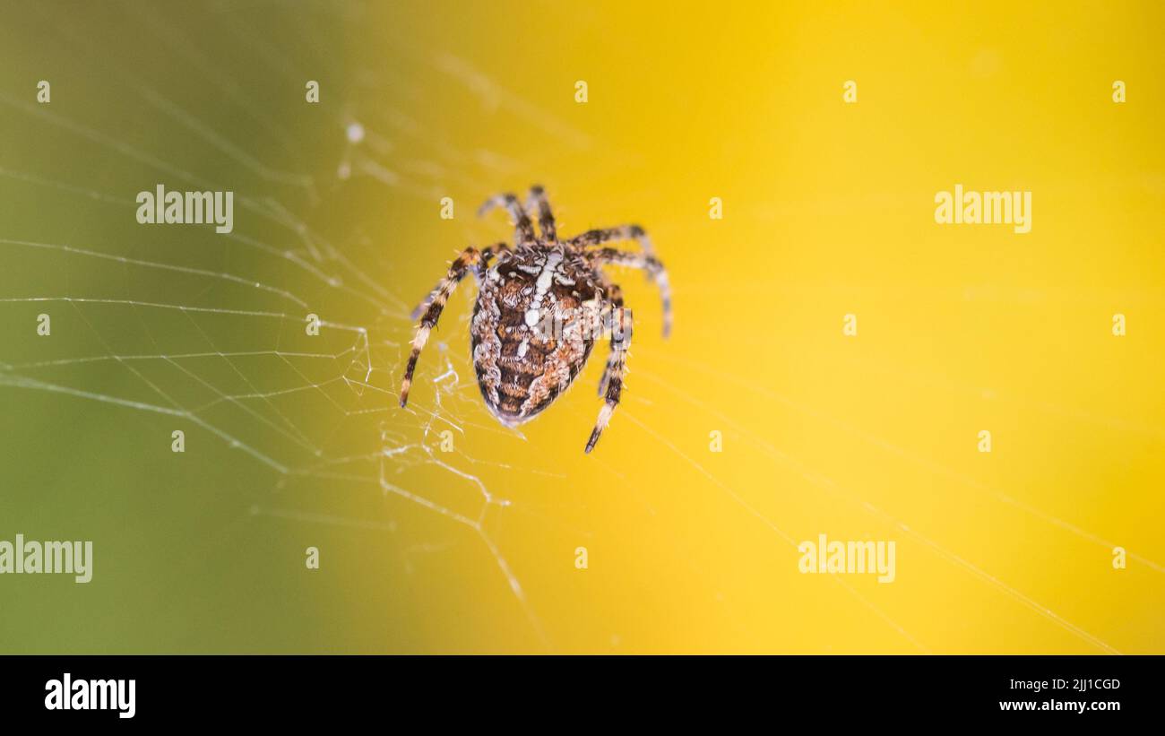 A macro shot of a garden spider waiting it its lair. Stock Photo