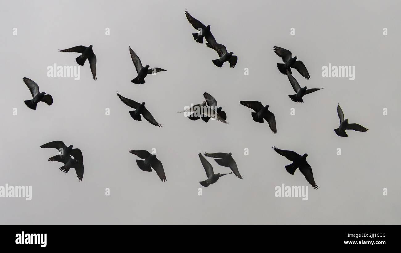 A shot of silhouetted flying feral pigeons against the backdrop of a grey cloudy sky. Stock Photo