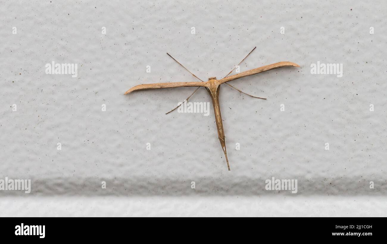 A macro shot of a common plume moth. Stock Photo