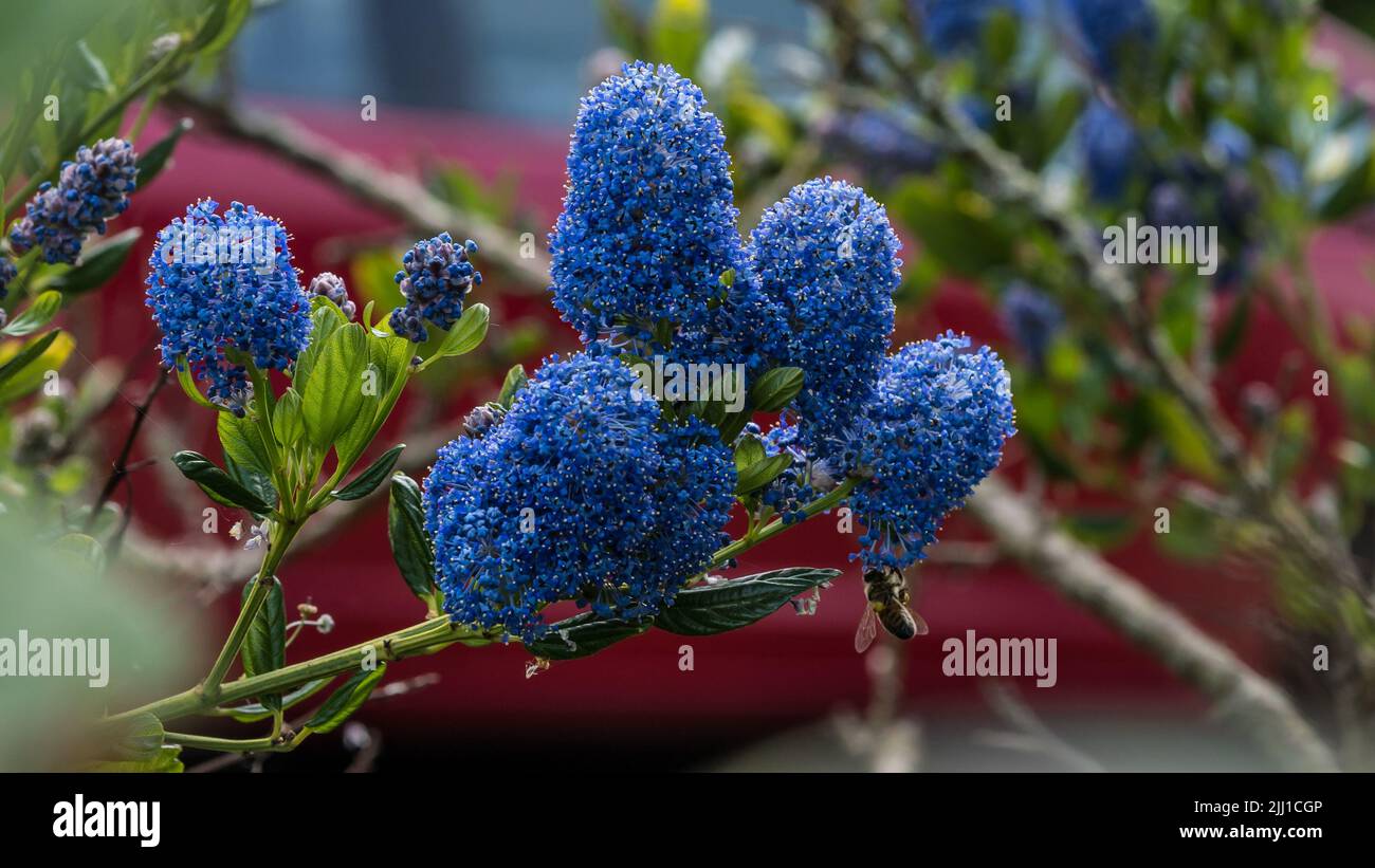A shot of the blue flowers of a california lilac bush. Stock Photo