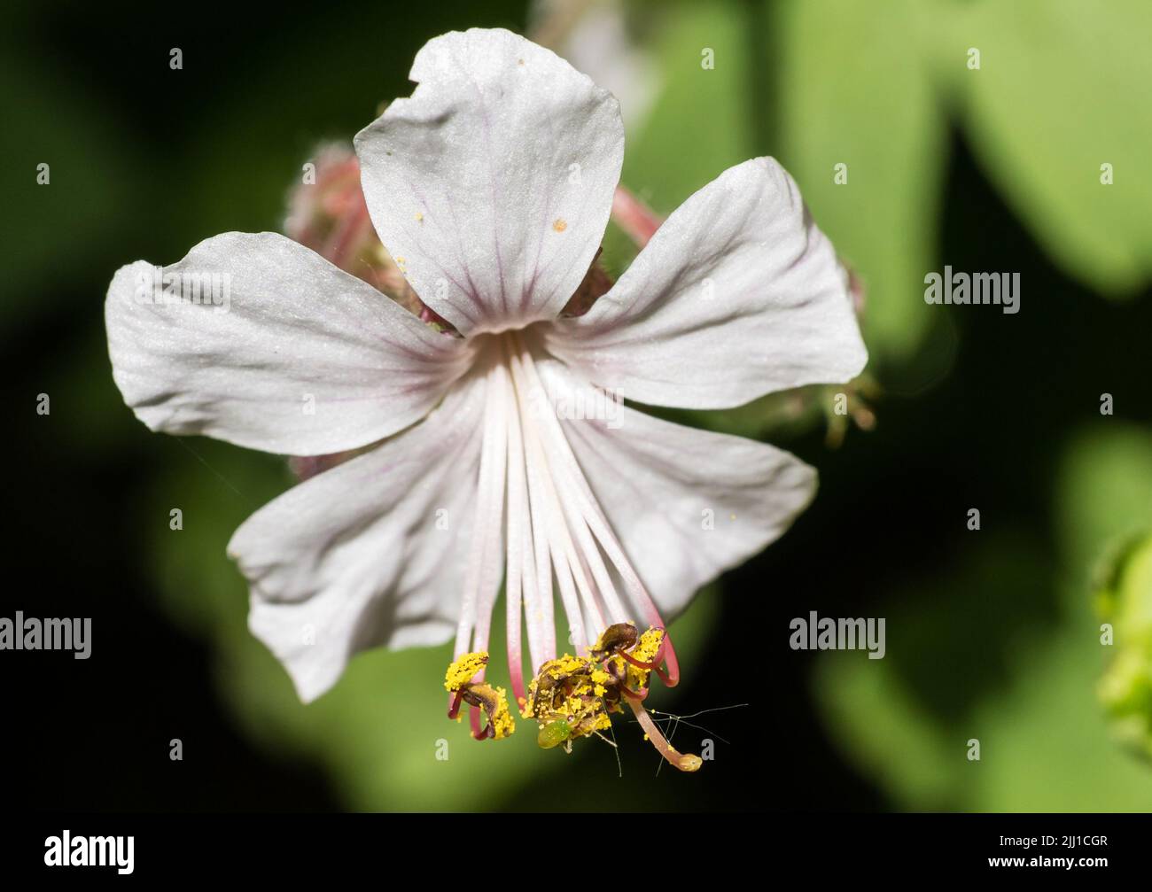 A macro shot of greenfly enjoying the pollen of a geranium macrorrhizum bloom. Stock Photo