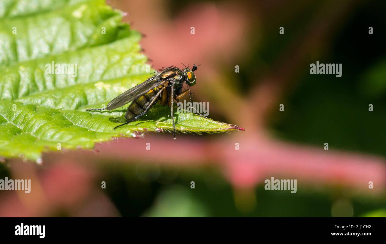 A macro shot of a fly resting on a green leaf. Stock Photo