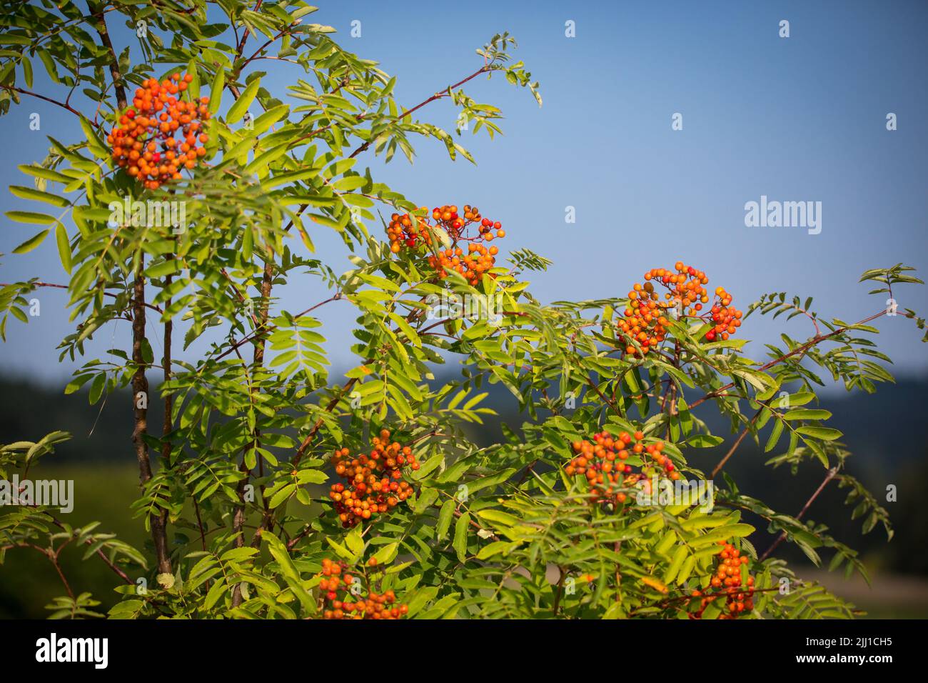 European rowan tree (Sorbus aucuparia) Stock Photo