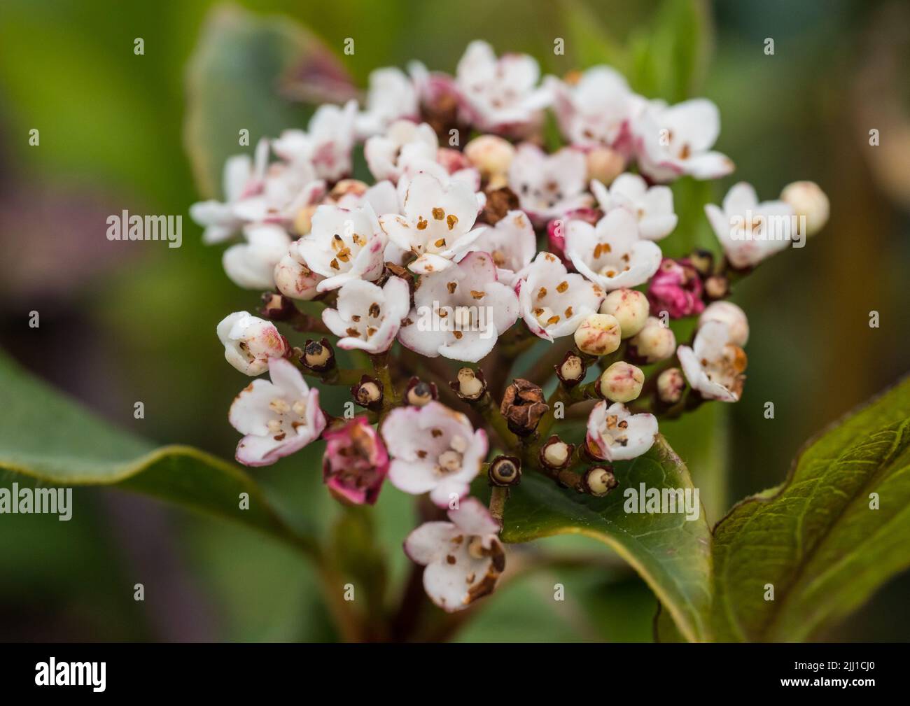 A macro shot of some white viburnum bush blossom. Stock Photo