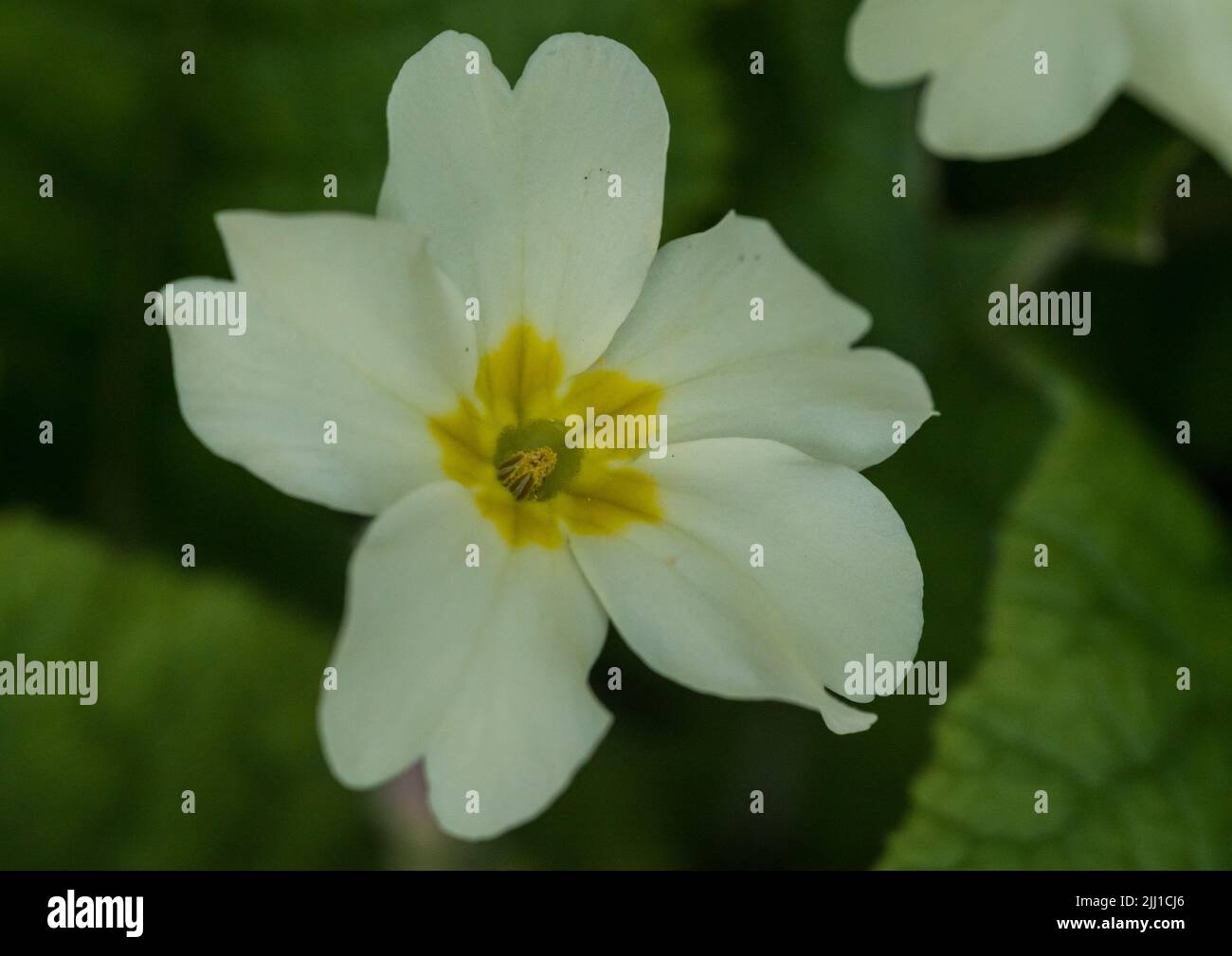 A macro shot of a common primrose bloom. Stock Photo