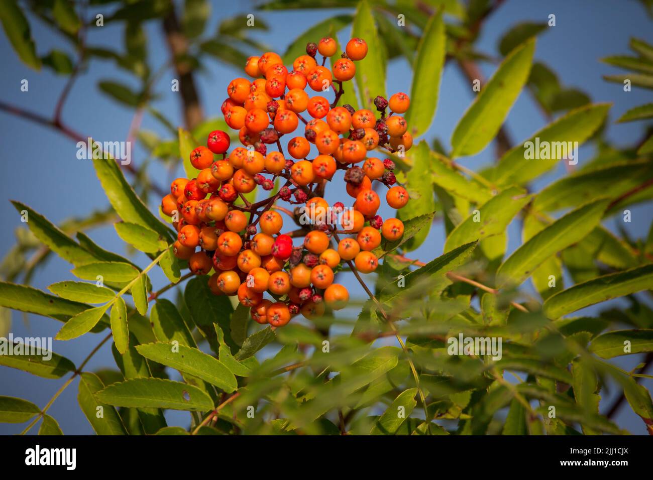 European rowan tree (Sorbus aucuparia) Stock Photo