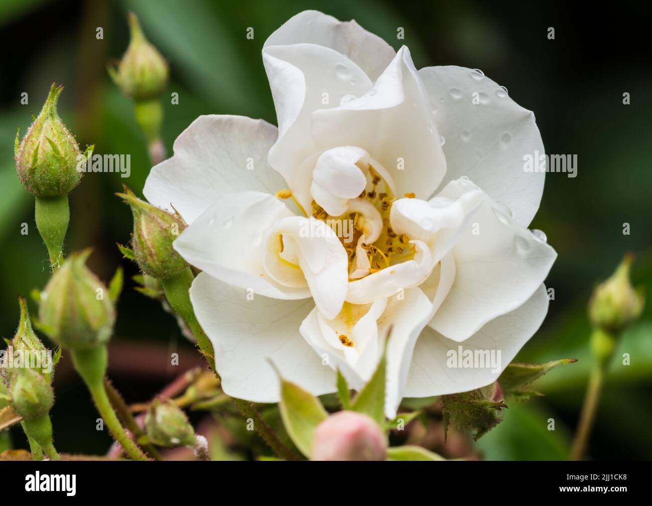 A macro shot of a dog rose bloom. Stock Photo