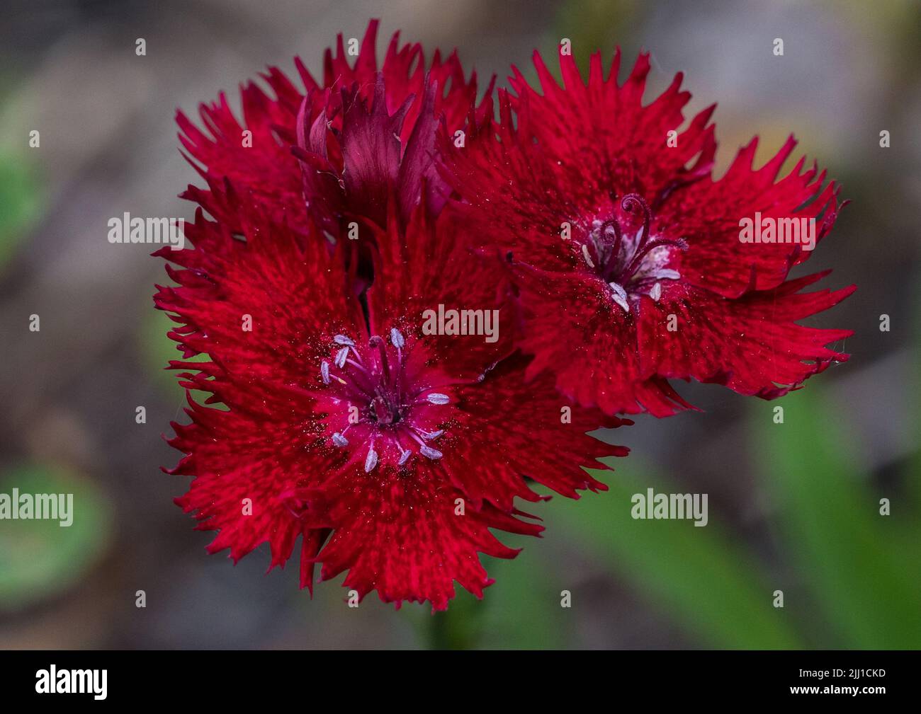 A macro shot of some red dianthus blooms. Stock Photo
