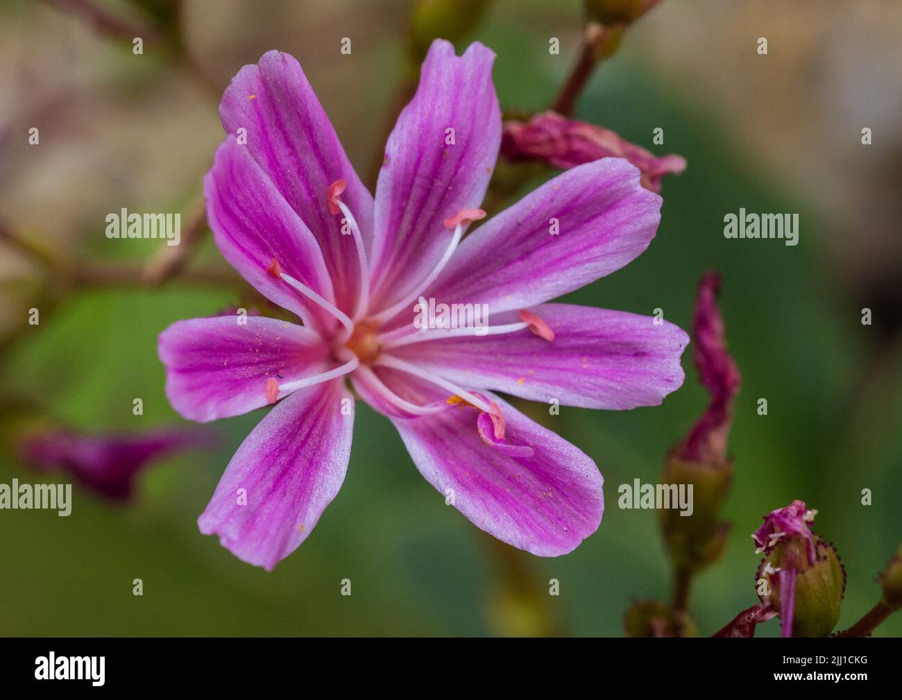 A macro shot of a pink lewisia bloom. Stock Photo