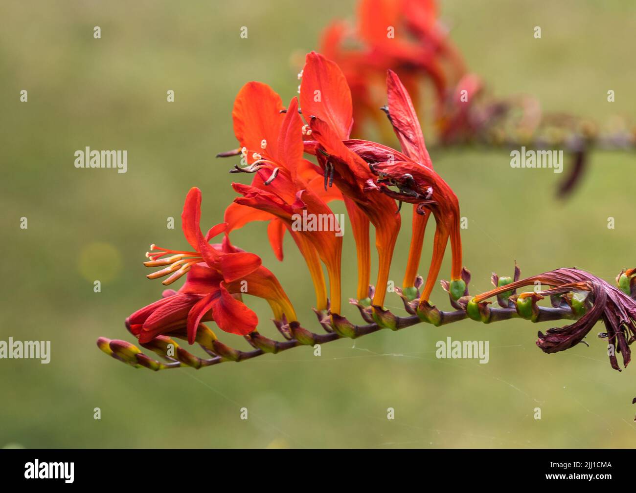 A macro shot of the red blooms of a crocosmia lucifer plant. Stock Photo