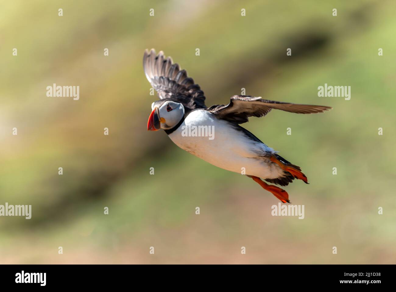 Common Atlantic Puffin  (Fratercula artica) bird  in flight with a blue sky and copy space, a migrating bird that can be found flying on Skomer Island Stock Photo