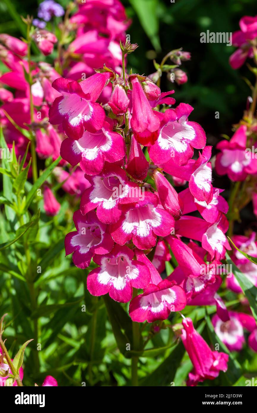 Penstemon 'Pensham Marilyn' a summer autumn fall flowering plant with a pink white summertime flower, stock photo image Stock Photo