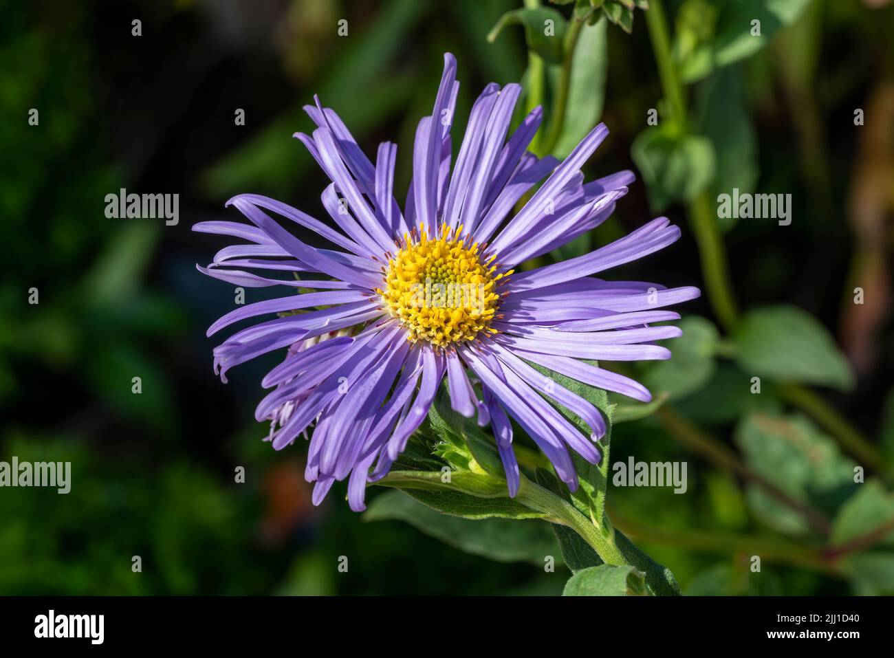 Aster x frikartii 'Wunder von Stafa' a lavender blue herbaceous perennial summer autumn flower plant commonly known as Michaelmas daisy, stock photo i Stock Photo