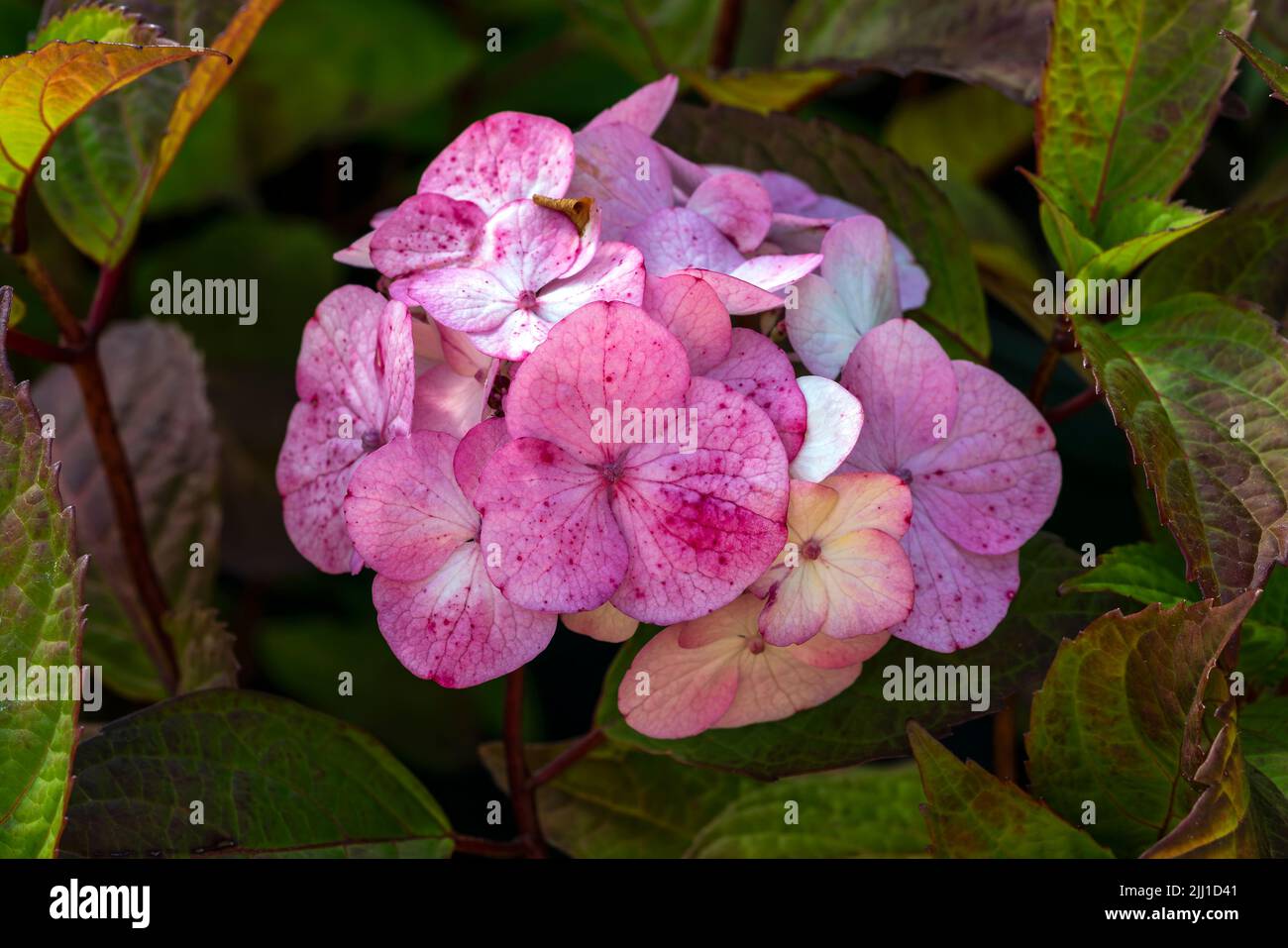 Hydrangea macrophylla 'Preziosa' a summer flowering shrub plant with a pink summertime flower, stock photo image Stock Photo