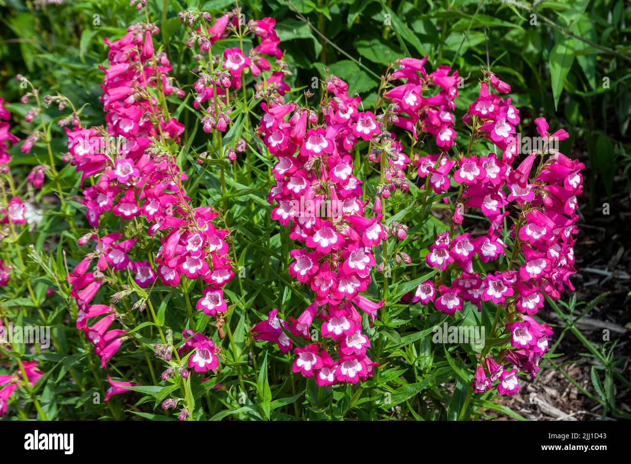 Penstemon 'Pensham Marilyn' a summer autumn fall flowering plant with a pink white summertime flower, stock photo image Stock Photo
