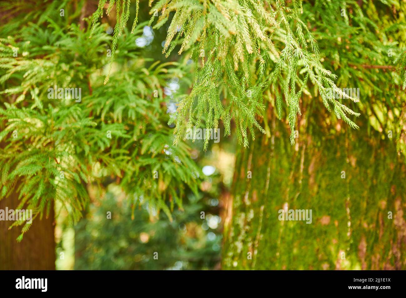beautiful coniferous tree in the botanical garden Stock Photo - Alamy