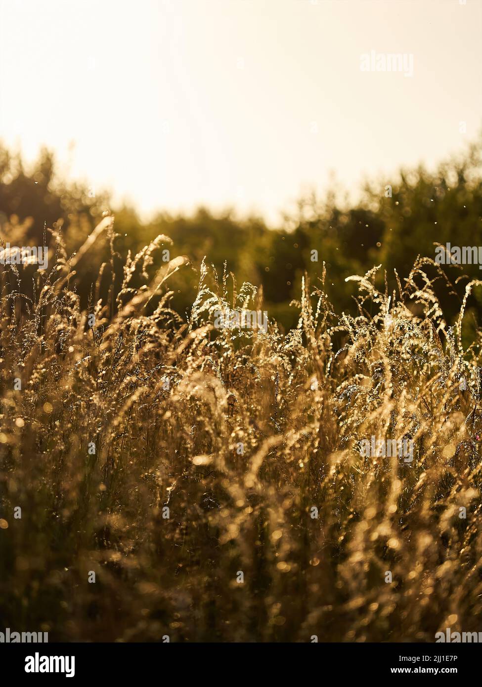 A golden countryside sunset sky seen through the waving, wind-blown stalks of long, feathery grass, with bright spots of insects in flight. Stock Photo