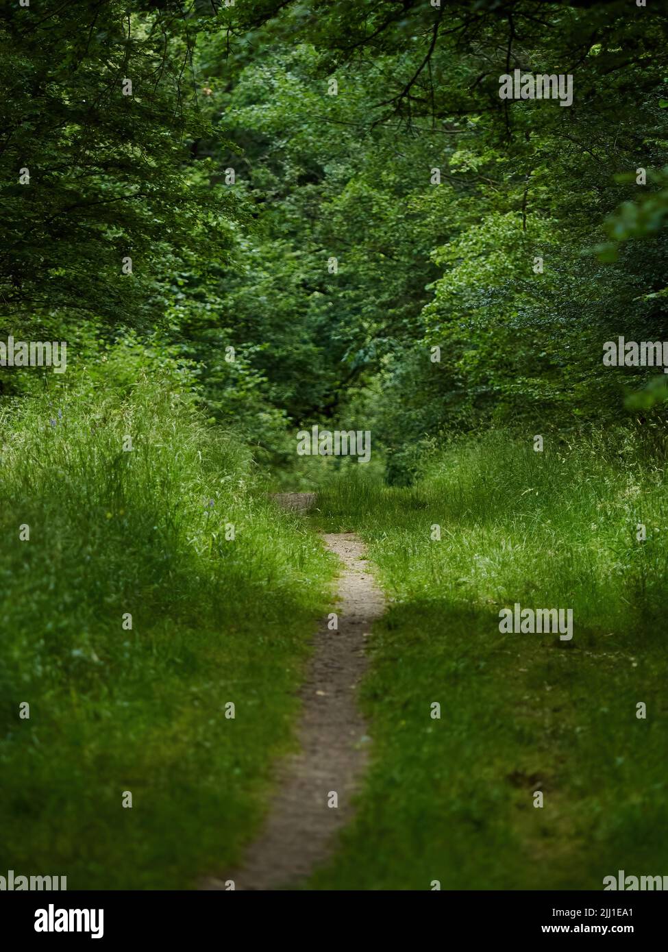 An enticing, winding path in shallow focus, leading off through a patch of sunlight and long grass into the cool greenery of some established woodland. Stock Photo