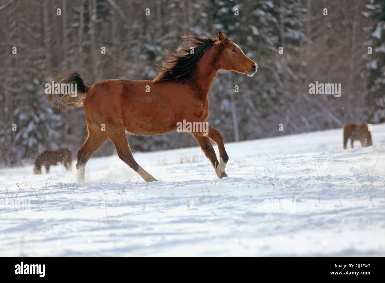 Purebred Bay Arabian running in field on fresh snow Stock Photo