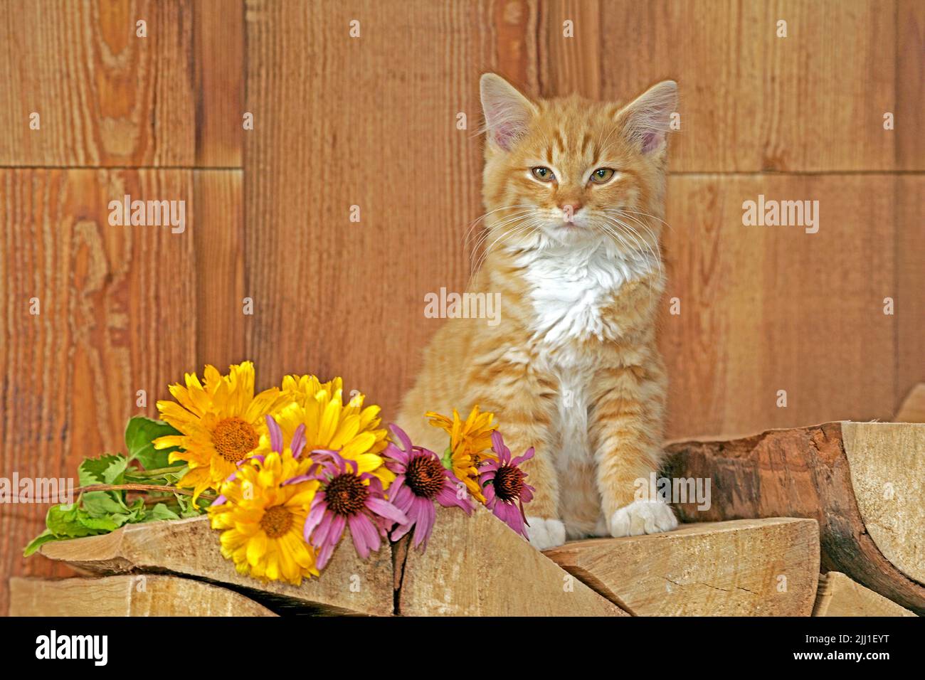 Kitten ginger tabby sitting on logpile beside flowers Stock Photo