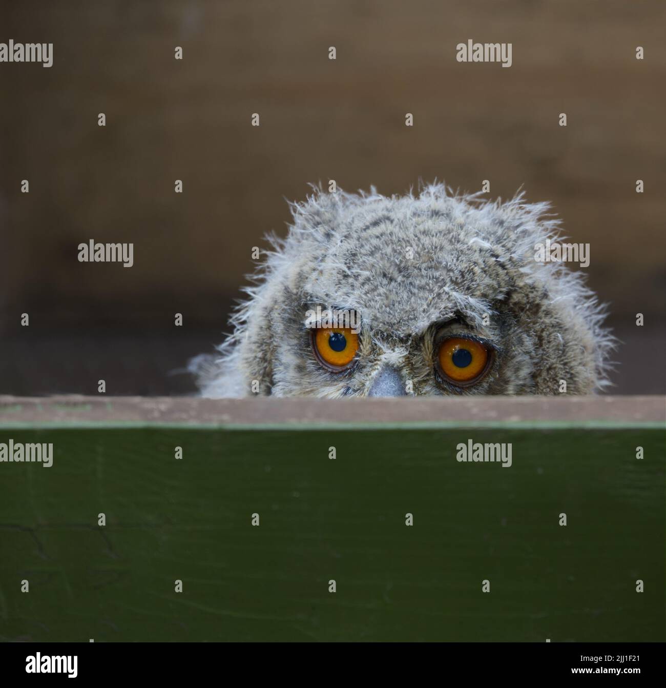 eagle owl chicks close up Stock Photo