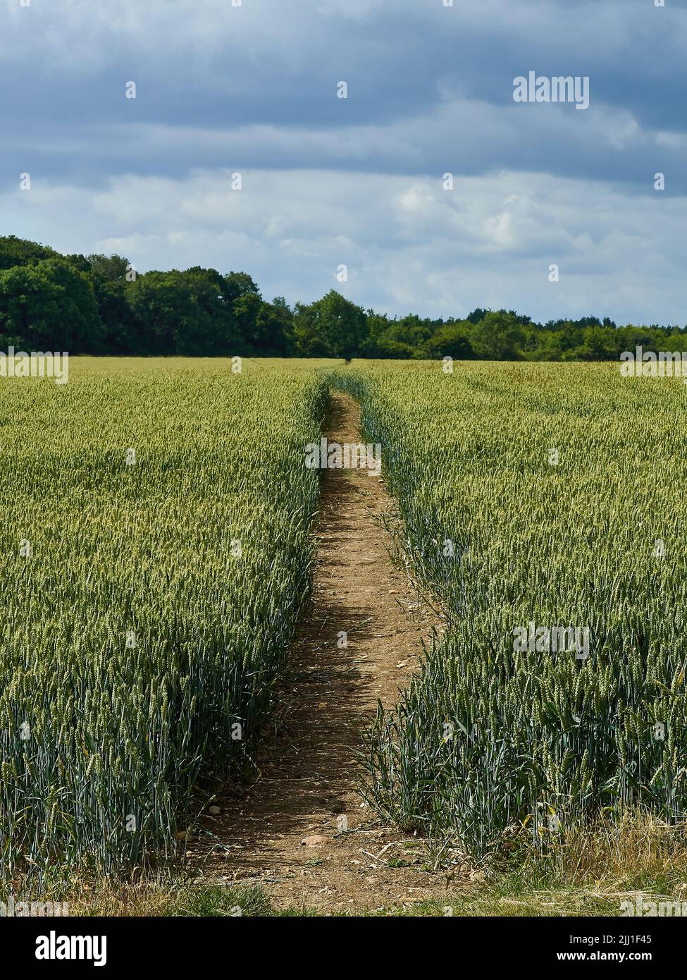 An enticing footpath through rolling fields of wheat extend off to a
