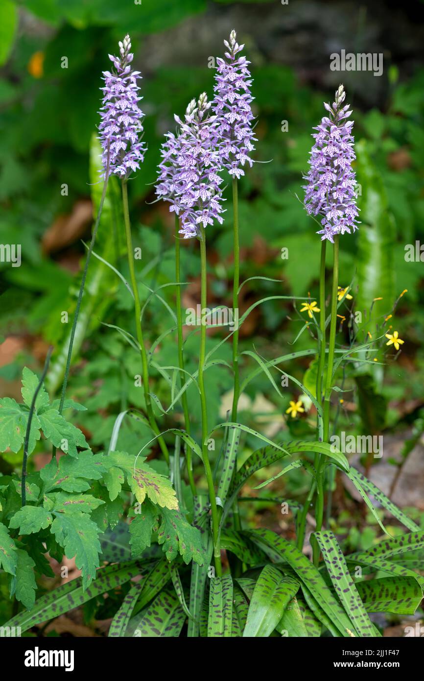 An eye-catching clump of wild orchids in Anglesey, Wales Stock Photo