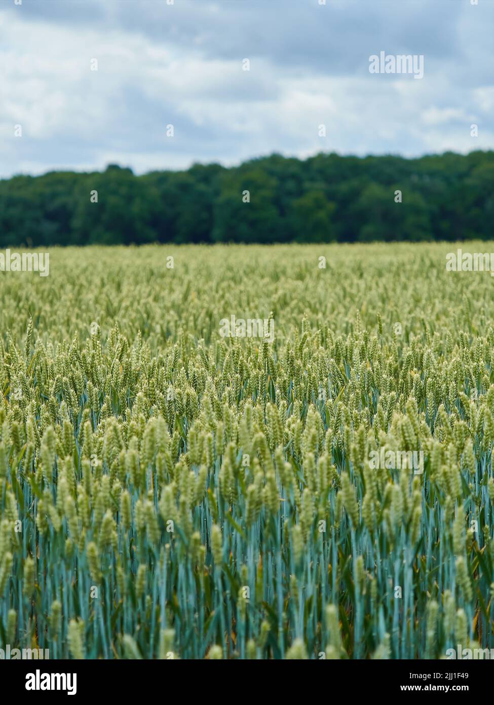 Rolling fields of wheat extend off to a woodland horizon under bright
