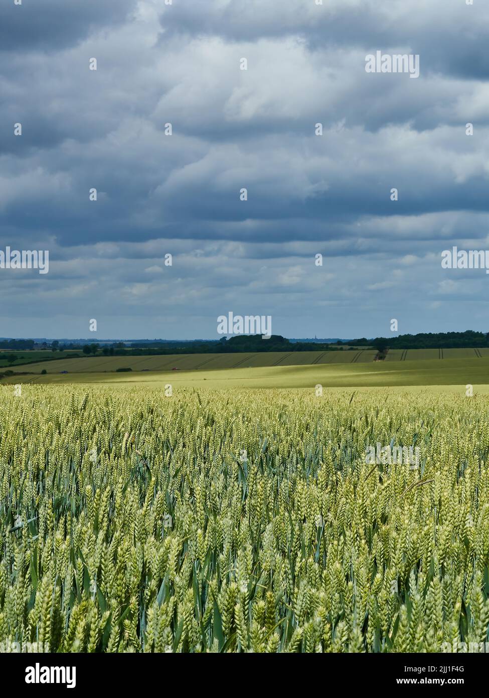 Rolling fields of wheat extend off to the horizon under bright sunlight