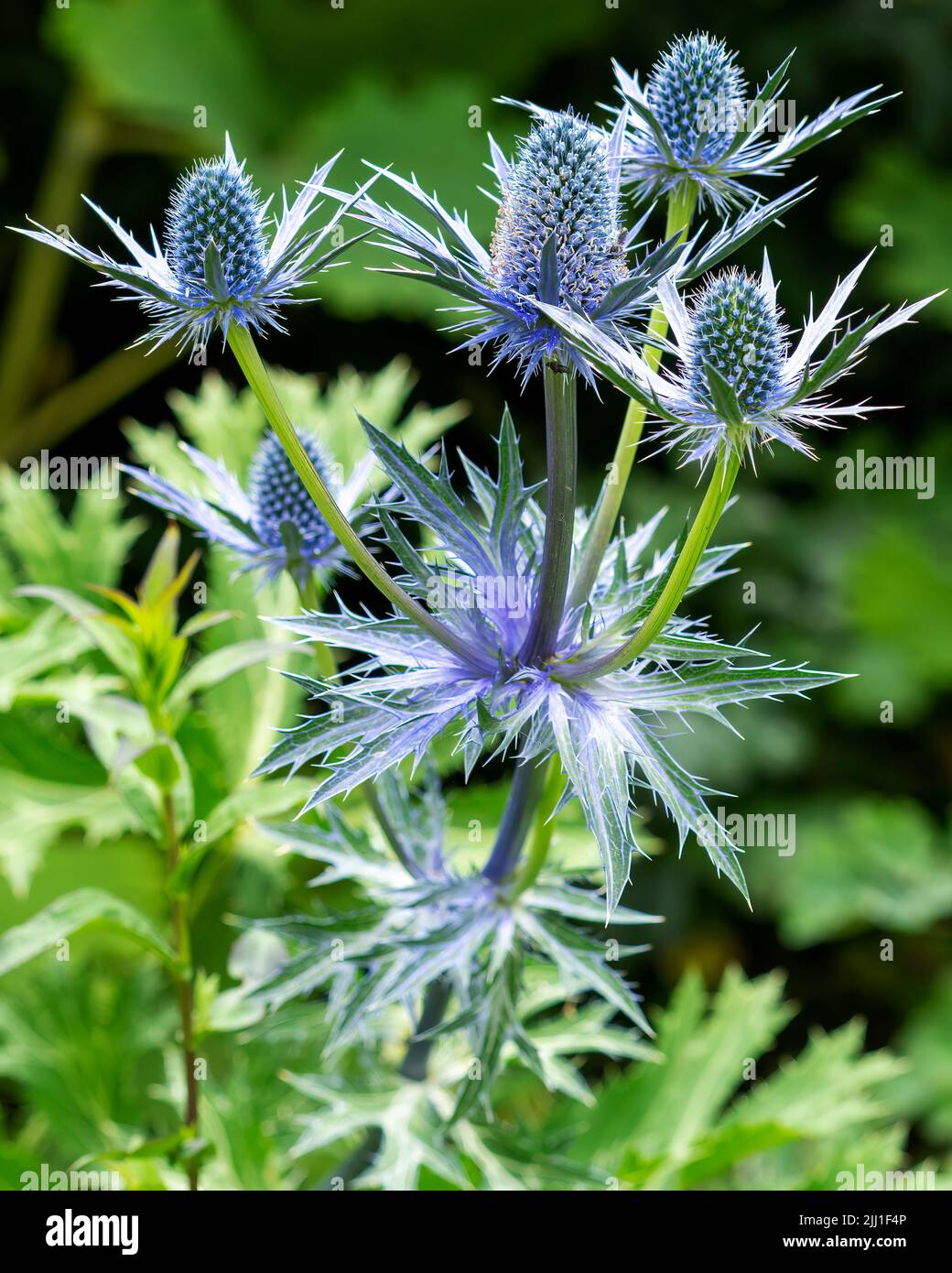 An eye-catching stem of blue thistles on a Summer's day in Menai Bridge, Anglesey, Wales Stock Photo