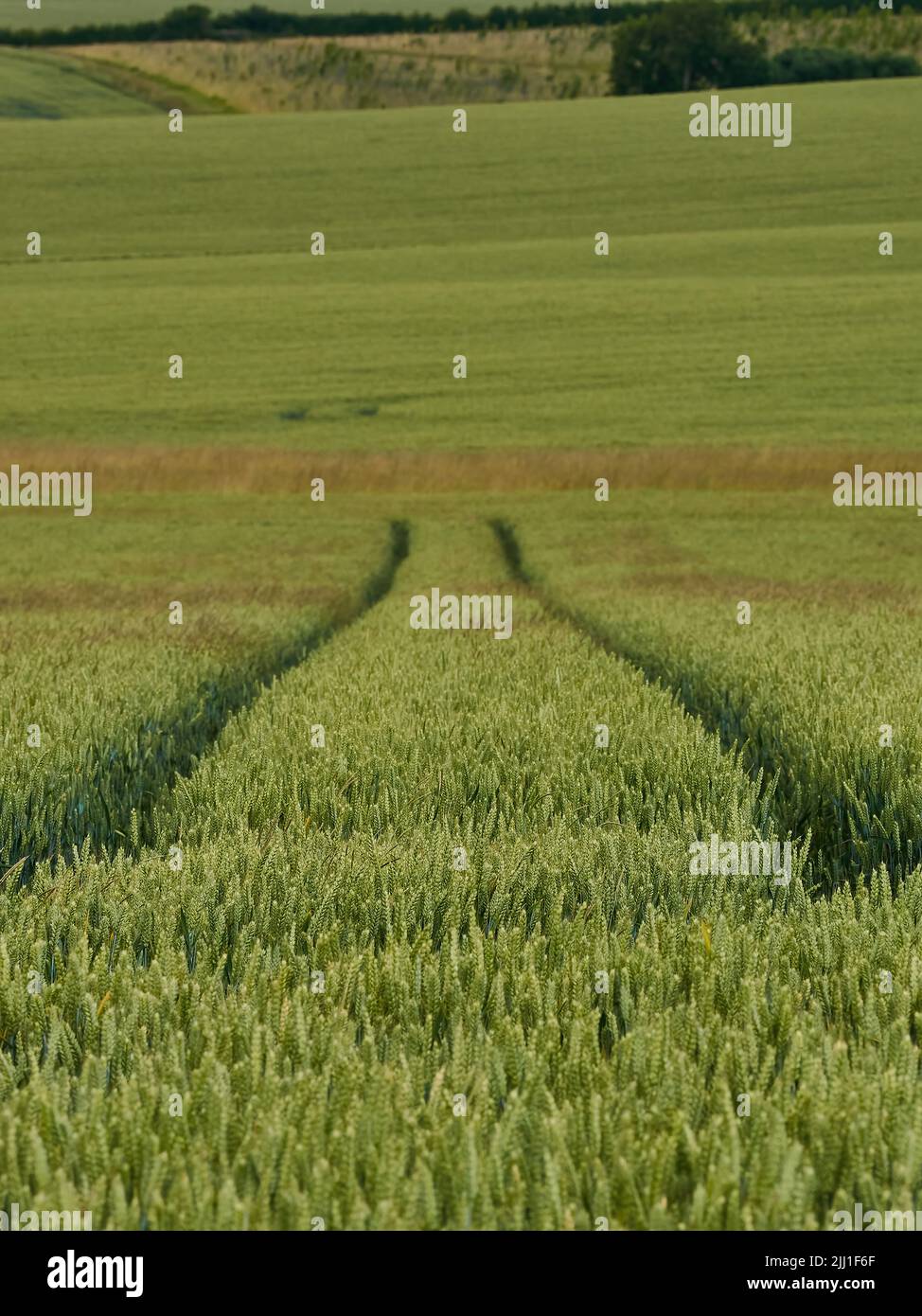 Diminishing tractor tracks extend off through sunlit hills and rolling